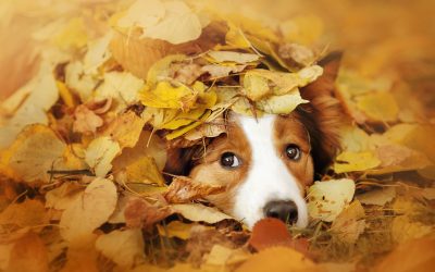 Autumn Allergies: How to Manage Your Pet’s Symptoms