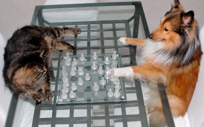 Are Your Pets Getting Enough Enrichment?