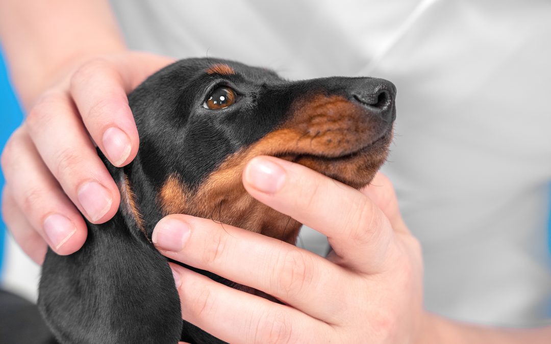 How to Check Your Pet for Ticks