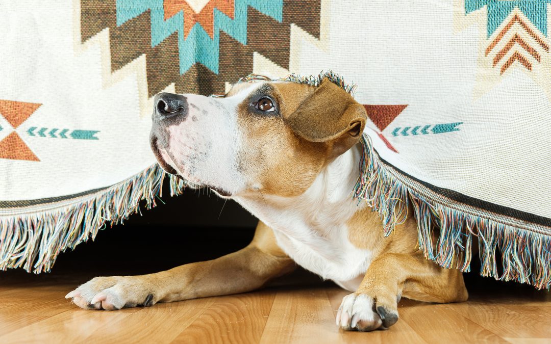 Does Your Dog Get Anxious During a Thunderstorm? Here’s What to Do