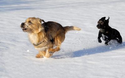 How to Keep Your Dog Active in Winter