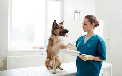 What to Expect at Your New Pet’s First Vet Appointment