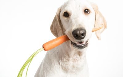 The Best Healthy Treats to Give Your Dog