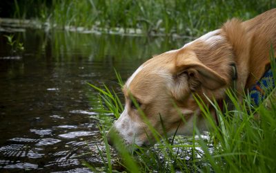 Leptospirosis in Dogs: Why Vaccination is Essential