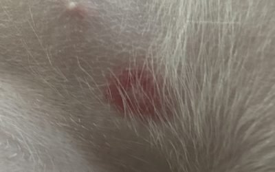 Springtime Bug Bites: What that Bullseye on Your Dog Really Means