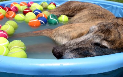 Does my dog have heat stroke? How to keep them safe in warm summer months!