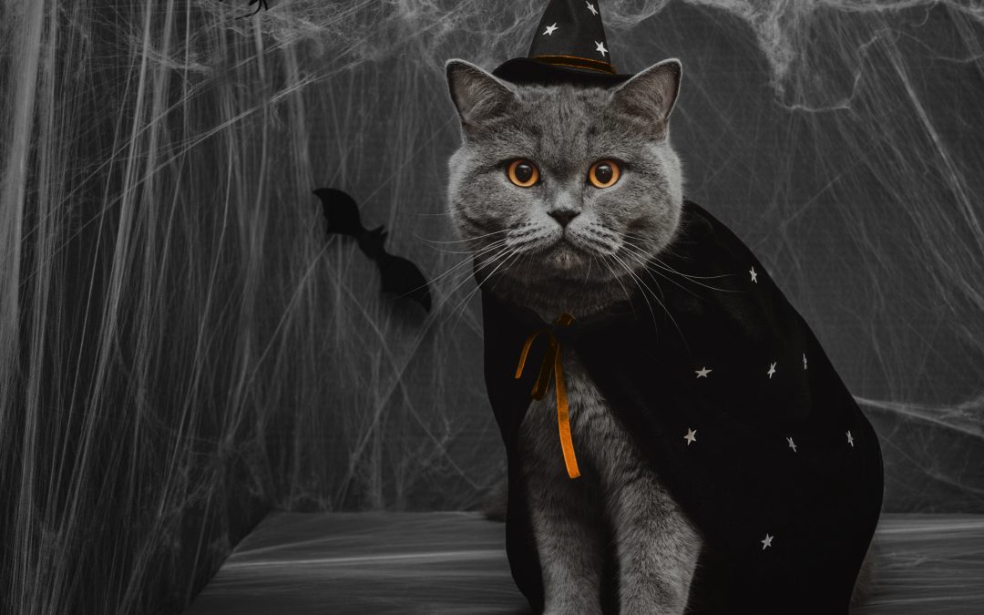  Happy Halloween: Keeping Your Pets Safe This Spooky Season
