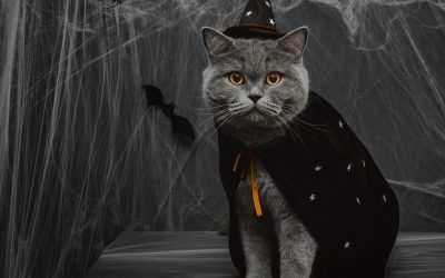  Happy Halloween: Keeping Your Pets Safe This Spooky Season