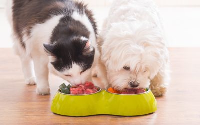 Pet Nutrition Series – Part 3: Myths and Misconceptions About Pet Food