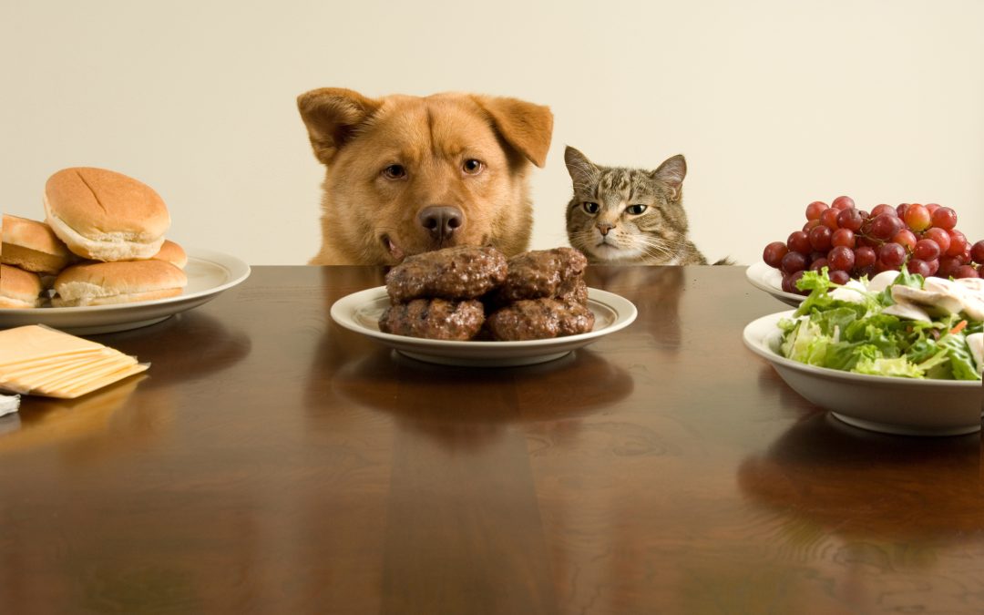 Pet Nutrition Series – Part 1: How Much Should I Feed My Pet?